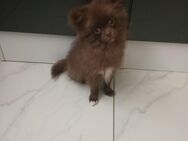 Pomeranian Chihuahua PomChi weiblich 4 Monate braun schoko - Neunkirchen (Saarland)