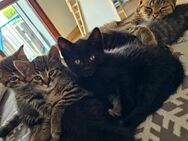 Kitten in liebevolle Hände zu vermitteln - Oberhausen