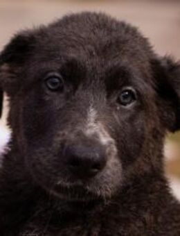 Schäfi-Mix-Bub♥Jasper♥ aktiv,lustig,lieb - Hamburg