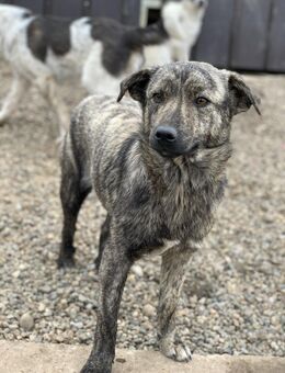 Tassulli sucht eine Pflegestelle - Celle