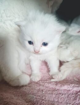 Bildschöne Angora Kitten - Gelsenkirchen