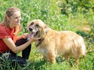 Atreju wünscht sich ein warmes Körbchen - München