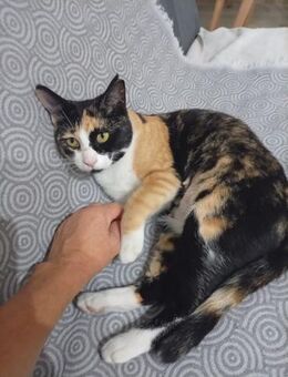 Bunte Selina kennt Hunde (ALM) - Geisenheim