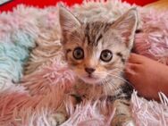 Perser/ Ekh Mix Kitten - Trier