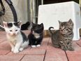 2 gesunde, süße Kitten in 31787