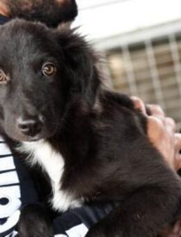 Nuccio wünscht sich Zuhause - Neuss