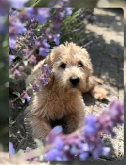 Labradoodle sucht dringend ein Zuhause - Bremen
