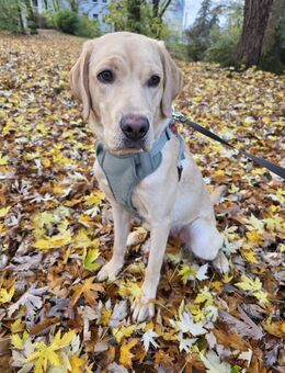 Liebevolle Labradorhündin - Essen
