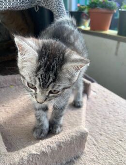 Zuckersüße Samtpfoten - Berlin Reinickendorf