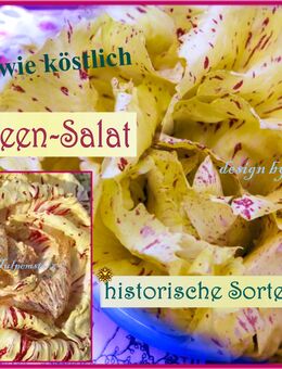 Orchideen Salat, Samen teuerster Salat der Welt ! Zichorie, Chicorée Tulpenstolz Rarität samenfeste alte Sorte,Variegata Di Castelfranco - Hamburg