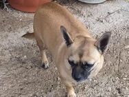 Mia💜💜💜 Für-immer-Zuhause gesucht - Bad Karlshafen