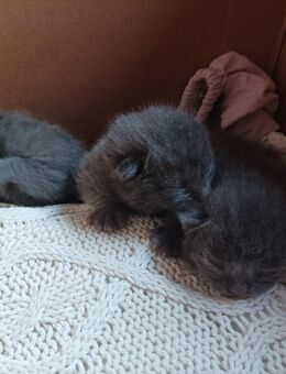 * Kitten zu verkaufen * - Ruppichteroth