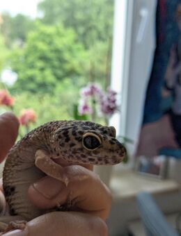 Leopardgeckos Geckos Weiblich - Rostock