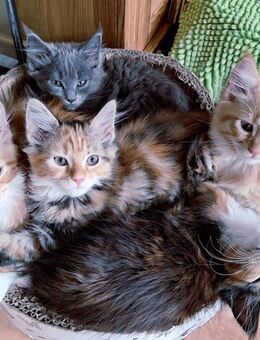 Maine Coon Kitten katze kater - Frankeneck
