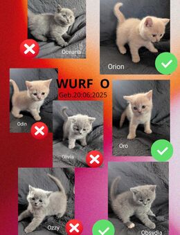 BKH Britisch Kurzhaar Katzen BKH - Hofheim (Unterfranken)