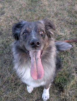 Altdeutscher Hütehund - Wanzleben-Börde