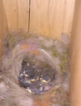 Möchte mir ein Nest mit dir bauen... - Wittichenau Zentrum