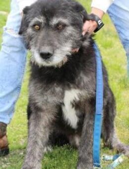 Baisal - sanfter, verschmuster Rüde - Lohra