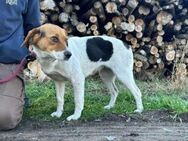 Elly sucht ihr Körbchen - Nordwalde