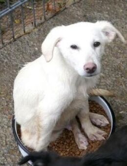 Der liebe Luis möchte endlich ankommen.. - Karben