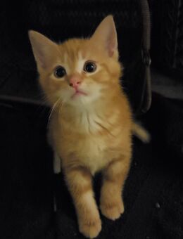 4 Kitten suchen noch ein Zuhause - Wilhelmshaven