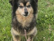 Dory sucht ihr Zuhause - Neuss