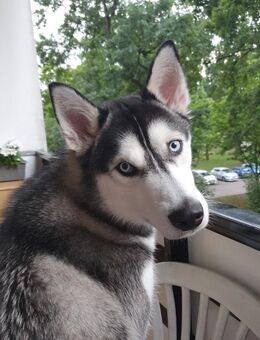 Dringend Sibirien husky zu verkaufen nur noch heute - Rathenow