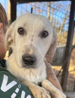 COSY ~ mit niedlicher halblanger Rute - Duisburg