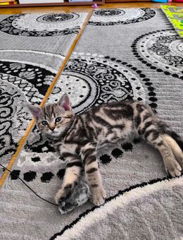 Reinrassige Whiskas Tabby BKH abgabebereit - Iffezheim