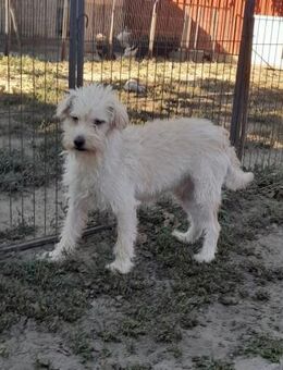 💜 Frédi ein stiller Schatz sucht - Kassel