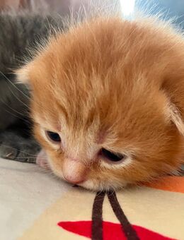 Main Coon / British Kurzhaar Kitten - Plüderhausen