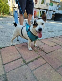 Gutmütiger liebenswürdiger SHIRLEY ♥️ - München