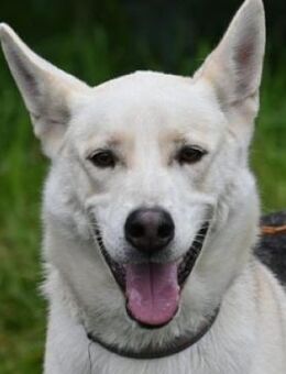 NANOUK, freundlich und verträglich - Gefrees