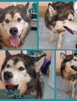 großer Atlas sucht ein Zuhause - Margetshöchheim