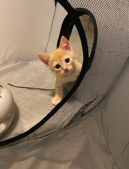 Kitten suchen ein schönes neues Zuhause - Bergheim (Nordrhein-Westfalen)