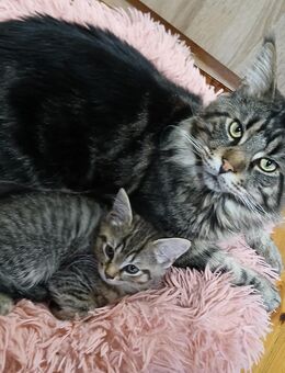 Noch 1 maine coon mix kitten weibchen abholbereit - Bad Kissingen