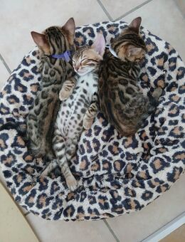 Wunderschöne Reinrassige Bengal kitten mit Stammbaum - Ankum