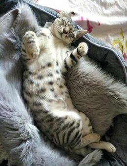 🐱Liebe Miezekatze Mousi🐱 - Eislingen (Fils)