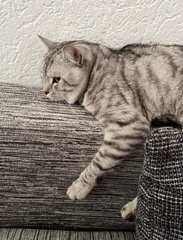 Kater zu adaptieren - Weiler (Bingen)