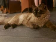 Ragdoll mädel Sucht ein Zuhause - Sülzetal