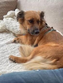 Kleine Susi sucht liebevolles Zuhause❤️ - Winsen (Aller)