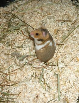 Goldhamster Babys - Riedlingen Zentrum