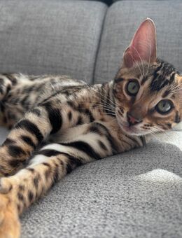 Reinrassige Bengal Kitten - Bonndorf (Schwarzwald)