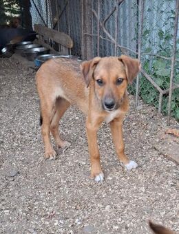 Isa soll nicht in Rumänien aufwachsen - Blankenheim (Nordrhein-Westfalen)