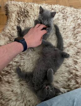 3 Kätzchen (Chartreux Nebelung Mix, allergiearm) - Aschaffenburg Zentrum