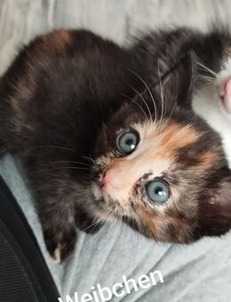 Kitten Hauskatze - Windeck
