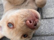 Labrador Welpen reinrassige - Niesky Zentrum
