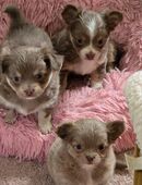 3 chihuahua weibchen suchen Neues Zuhause in 07629