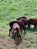 Kamerunschafe als Nutz- oder Schlachttiere abzugeben in 15938