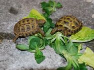 Griechische Landschildkröten - Pliezhausen